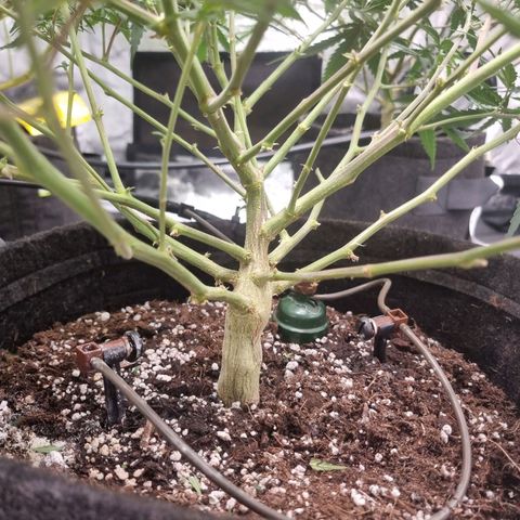 Candy growlog timeline photo