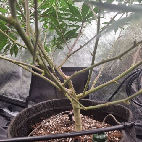 Slurricane growlog timeline photo