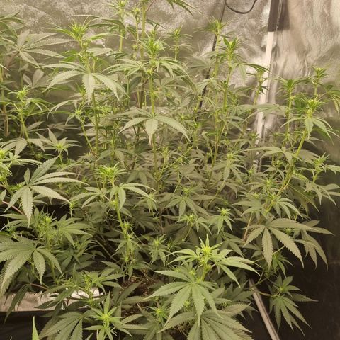 Slurricane growlog timeline photo