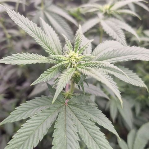 Alien OG growlog timeline photo