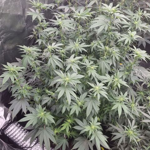Alien OG growlog timeline photo