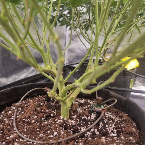Alien OG growlog timeline photo