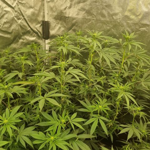 Runtz Muffin growlog timeline photo