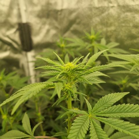 Runtz Muffin growlog timeline photo