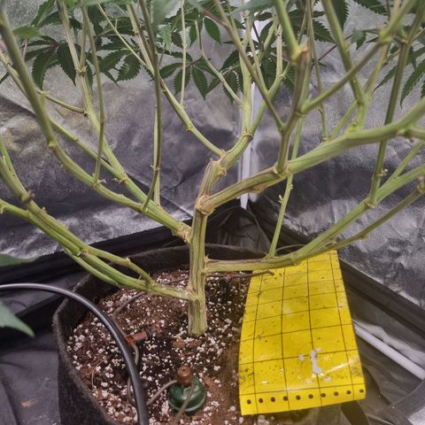 Runtz Muffin growlog timeline photo