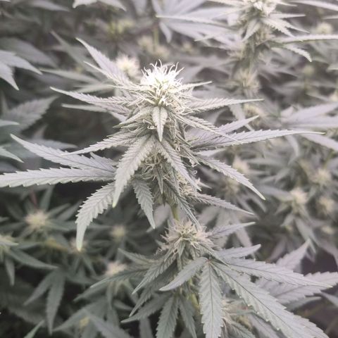 Candy growlog timeline photo