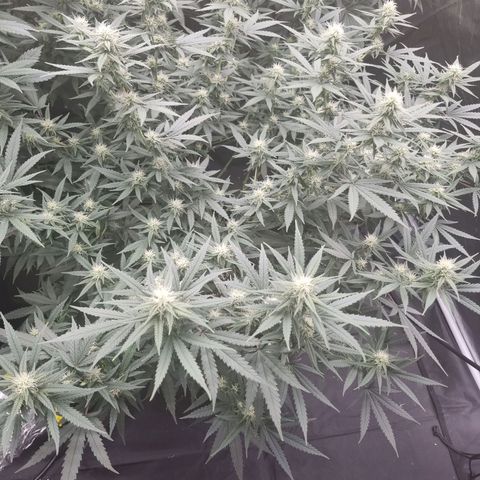 Candy growlog timeline photo