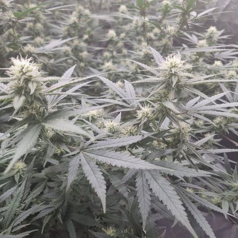 Candy growlog timeline photo