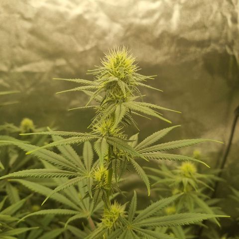 Slurricane growlog timeline photo