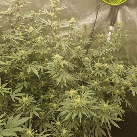 Slurricane growlog timeline photo