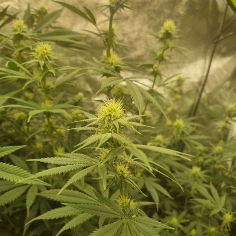 Slurricane growlog timeline photo