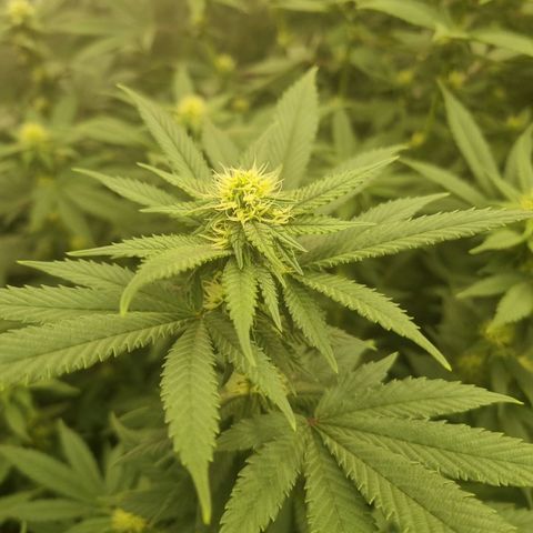 Alien OG growlog timeline photo