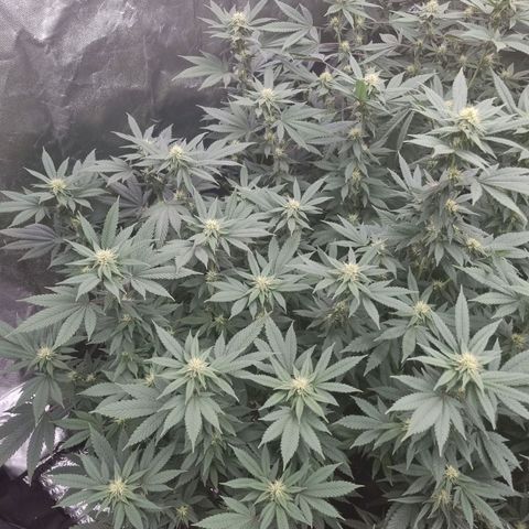 Alien OG growlog timeline photo
