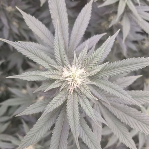 Alien OG growlog timeline photo