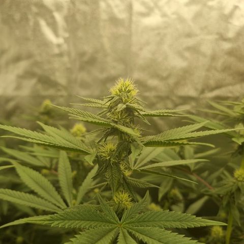 Runtz Muffin growlog timeline photo