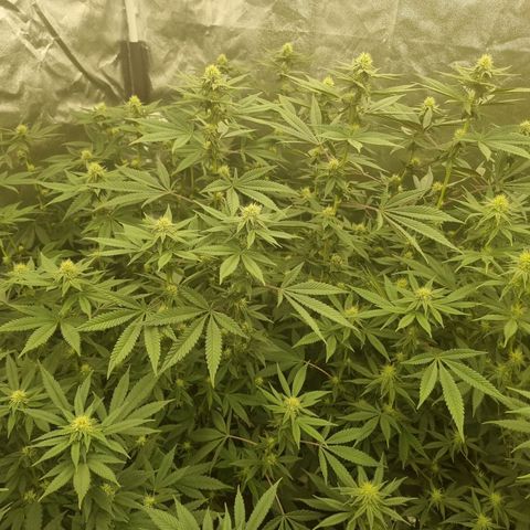 Runtz Muffin growlog timeline photo