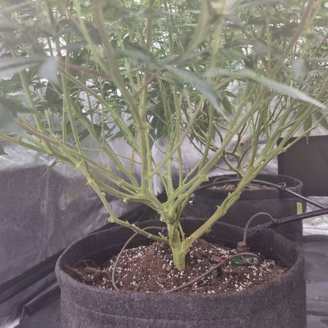 Alien OG growlog timeline photo