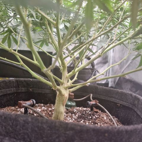 Candy growlog timeline photo