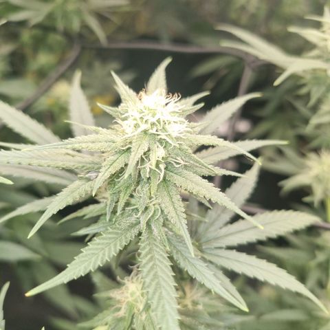 Candy growlog timeline photo