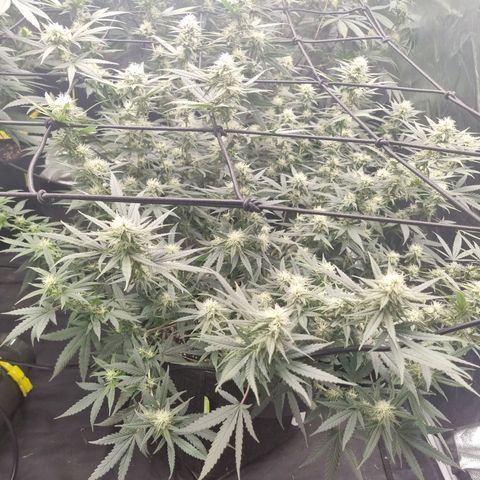 Candy growlog timeline photo
