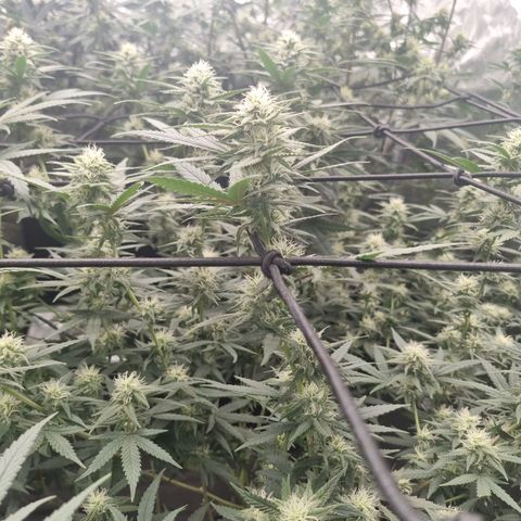 Candy growlog timeline photo