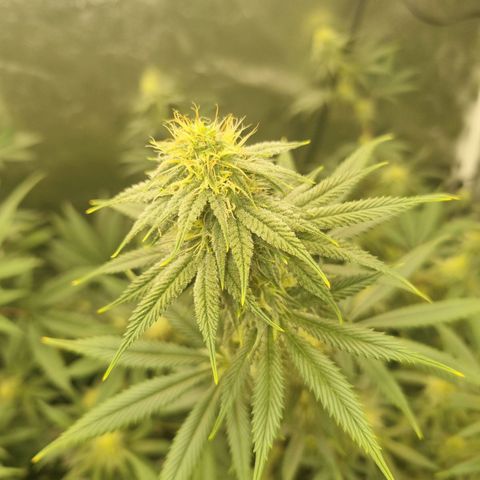 Slurricane growlog timeline photo