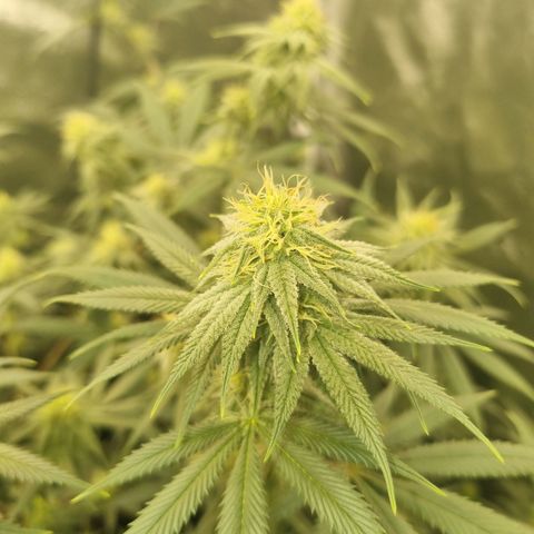 Slurricane growlog timeline photo