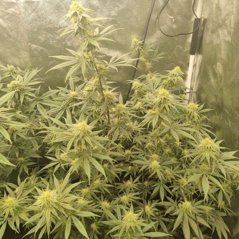 Slurricane growlog timeline photo