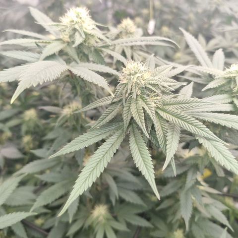 Alien OG growlog timeline photo