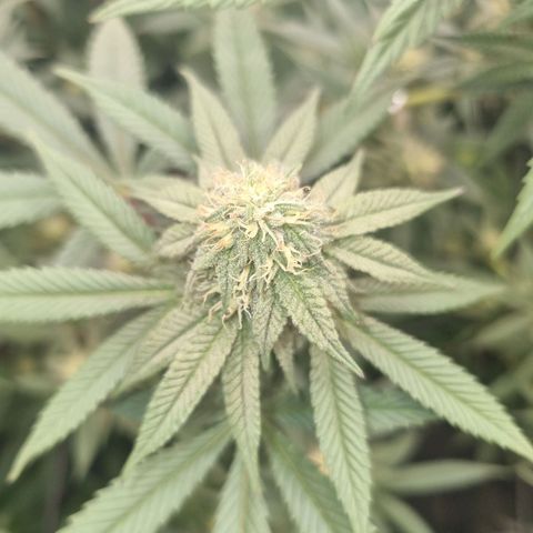 Alien OG growlog timeline photo