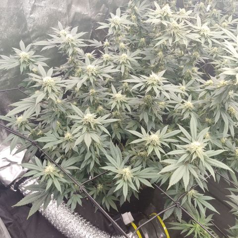 Alien OG growlog timeline photo
