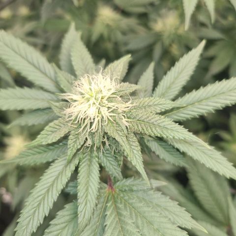 Alien OG growlog timeline photo