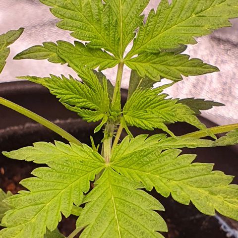 Pêdrinha Girl Scout growlog photo: Looking great! Strong and growing fast compared to the first tree... lets see! 