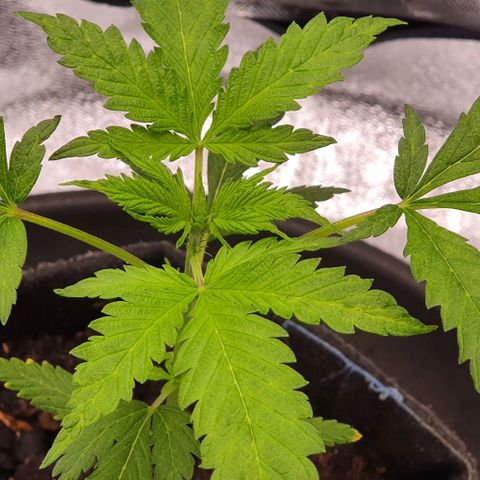 Pêdrinha Girl Scout growlog photo: Looking great! Strong and growing fast compared to the first tree... lets see! 