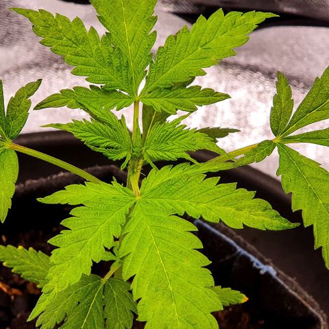 Pêdrinha Girl Scout growlog timeline photo