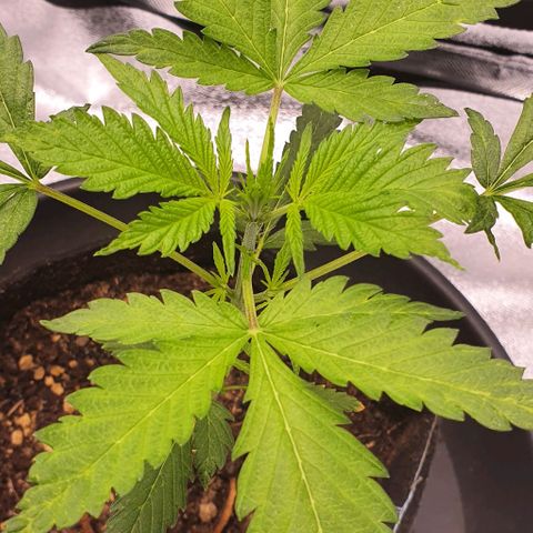 Pêdrinha Girl Scout growlog photo: Some yellow spots appearing on the leaves