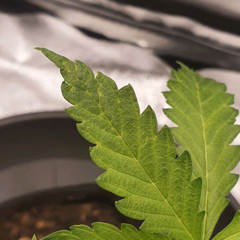 Pêdrinha Girl Scout growlog photo: Some yellow spots appearing on the leaves