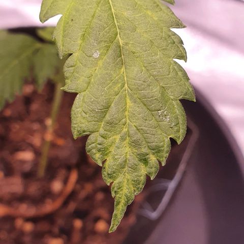 Pêdrinha Girl Scout growlog photo: Some yellow spots appearing on the leaves