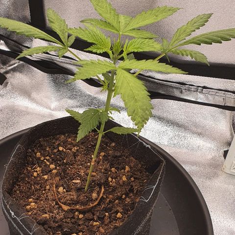 Pêdrinha Girl Scout growlog photo: Some yellow spots appearing on the leaves