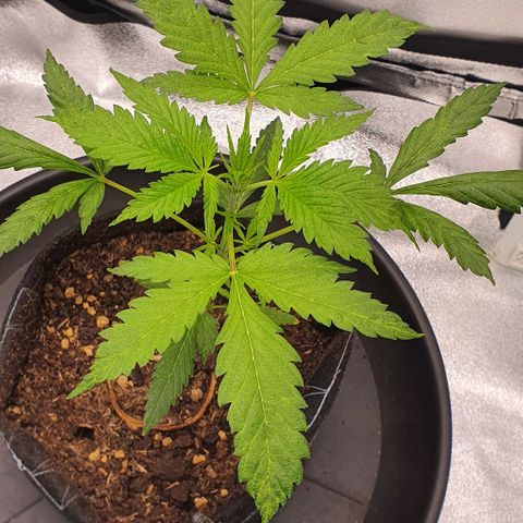 Pêdrinha Girl Scout growlog photo: Plant is growing in a 1cm per day average... the yellow spots are still there bit it doesn't seem to be spreading. The soil is dry, but I'm waiting for the PH Meter arrive tomorrow before take any actions.