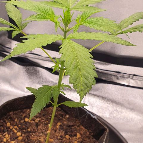 Pêdrinha Girl Scout growlog photo: Plant is growing in a 1cm per day average... the yellow spots are still there bit it doesn't seem to be spreading. The soil is dry, but I'm waiting for the PH Meter arrive tomorrow before take any actions.