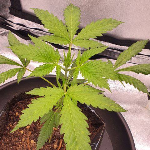 Pêdrinha Girl Scout growlog photo: Plant is growing in a 1cm per day average... the yellow spots are still there bit it doesn't seem to be spreading. The soil is dry, but I'm waiting for the PH Meter arrive tomorrow before take any actions.