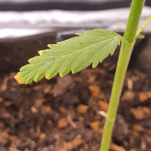 Pêdrinha Girl Scout growlog photo: Looks like there's some lack of nutrients in the soil. Transplanted the plant to more fit one.