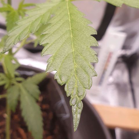 Pêdrinha Girl Scout growlog photo: Looks like there's some lack of nutrients in the soil. Transplanted the plant to more fit one.