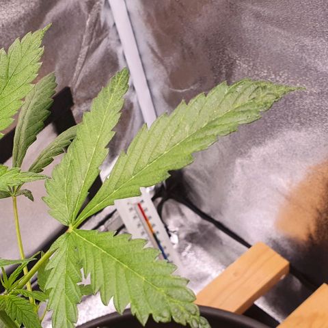 Pêdrinha Girl Scout growlog photo: Looks like there's some lack of nutrients in the soil. Transplanted the plant to more fit one.