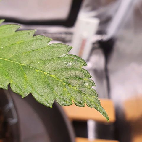 Pêdrinha Girl Scout growlog photo: Looks like there's some lack of nutrients in the soil. Transplanted the plant to more fit one.