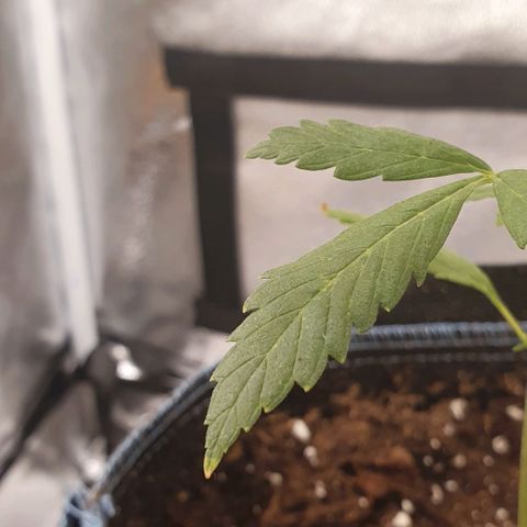 Pêdrinha Girl Scout growlog timeline photo