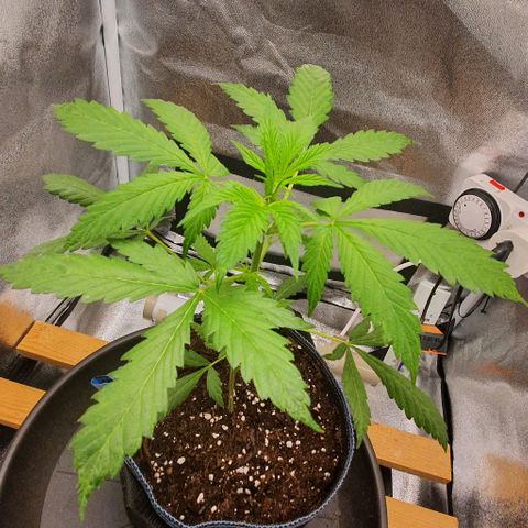 Pêdrinha Girl Scout growlog timeline photo