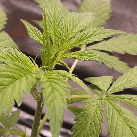 Pêdrinha Girl Scout growlog timeline photo