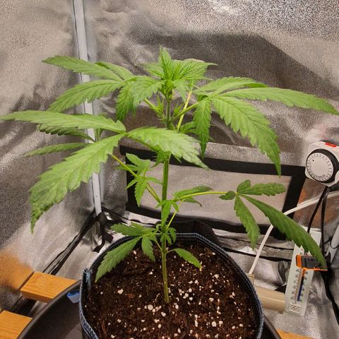 Pêdrinha Girl Scout growlog timeline photo